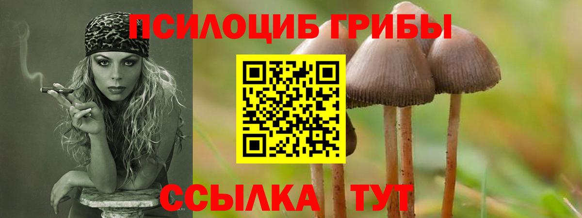 Галлюциногенные грибы Psilocybe Тольятти